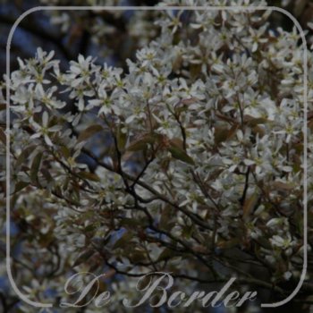 Amelanchier lamarckii