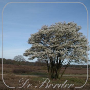 Amelanchier lamarckii