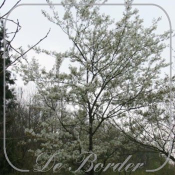 Amelanchier lamarckii