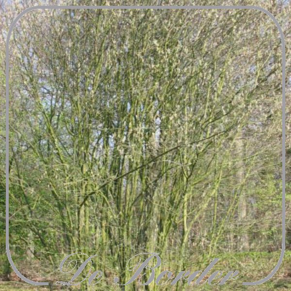 Amelanchier spicata