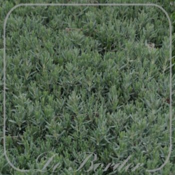 Andromeda polifolia 'Blue Lagoon'