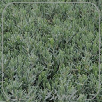 Andromeda polifolia 'Blue Lagoon'