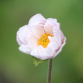 Anemone 'Frilly Knickers'