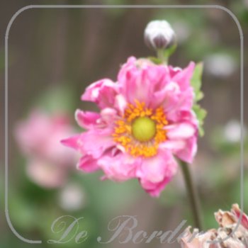 Anemone hupehensis 'Fall in Love Sweetly'