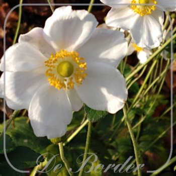 anemone-hybrida-andrea-atkinson-352 Anemone hybrida 'Andrea Atkinson'