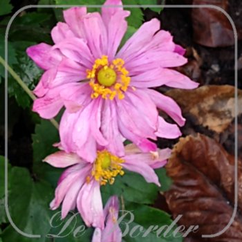 Anemone hybrida 'Bressingham Glow'