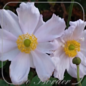 Anemone hybrida 'Loreley'