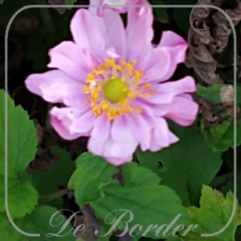 Anemone hybrida 'Rotkappchen'