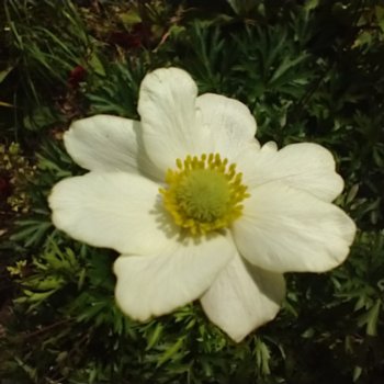Anemone lesseri 'Spring Beauty White'