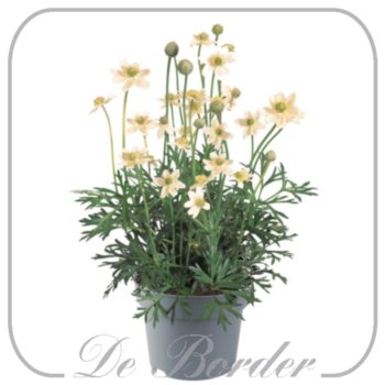 Anemone multifida 'Annabella White'