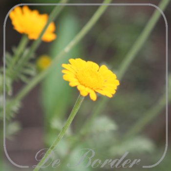 Anthemis sancti-johannis