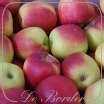 Appel 'Benoni'