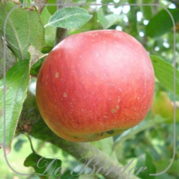 Appel 'Benoni'