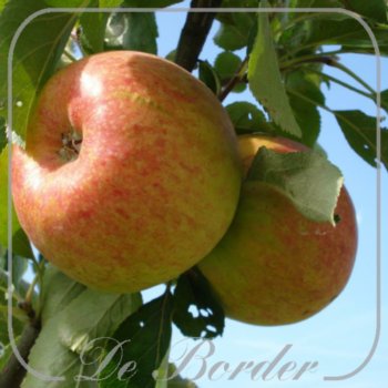 Appel 'Benoni'