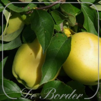 appel-golden-delicious-004.jpg Appel 'Golden Delicious'