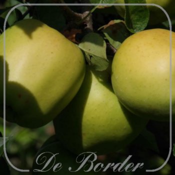 appel-golden-delicious-159.jpg Appel 'Golden Delicious'