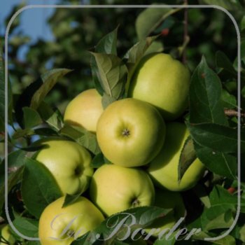 appel-golden-delicious-386.jpg Appel 'Golden Delicious'
