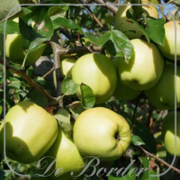 Appel 'Golden Delicious'