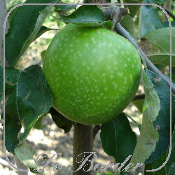 Appel 'Green Sensation'