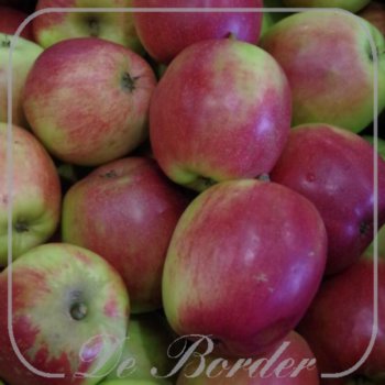 appel-summerred-175 Appel 'Summerred'