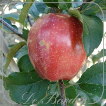 appel-summerred-820 Appel 'Summerred'