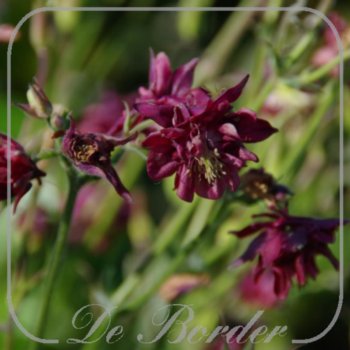 Aquilegia vulgaris 'Ruby Port'