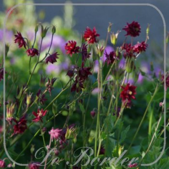 Aquilegia vulgaris 'Ruby Port'