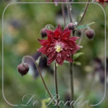 Aquilegia vulgaris 'Ruby Port'