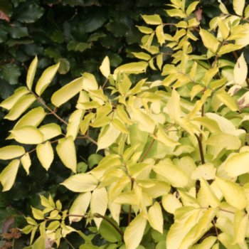 Aralia cordata 'Sun King'