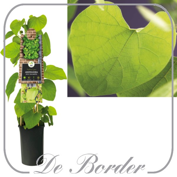 aristolochia-durior-621 Aristolochia durior