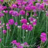 Armeria maritima 'Rosea'