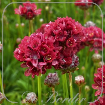 Armeria pseudarmeria 'Ballerina Red'