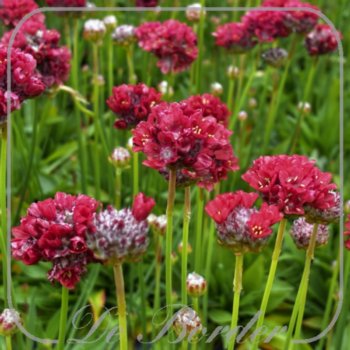 Armeria pseudarmeria 'Ballerina Red'