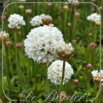 Armeria pseudarmeria 'Ballerina White'