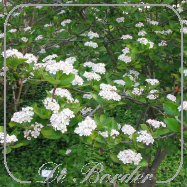 Aronia prunifolia 'Viking'