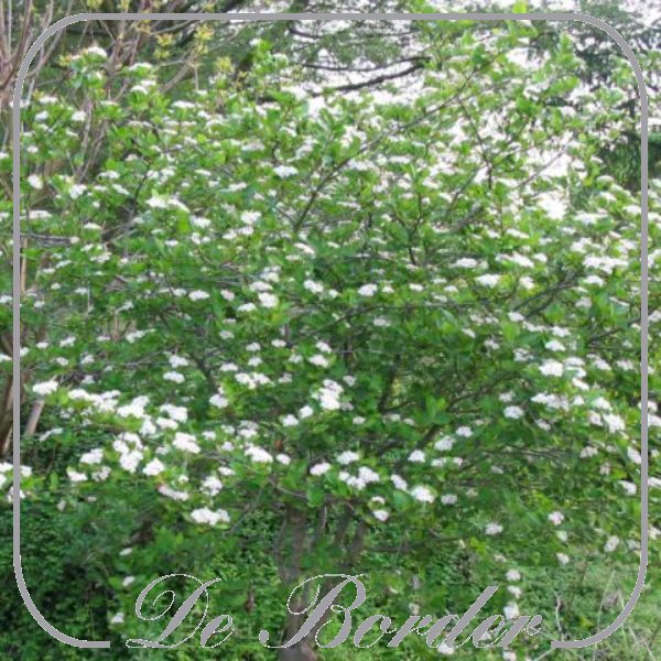 aronia-prunifolia-viking-564 Aronia prunifolia 'Viking'