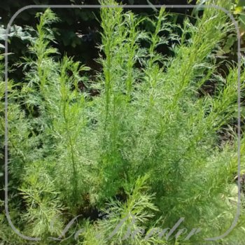 Artemisia abrotanum 'Citrina'
