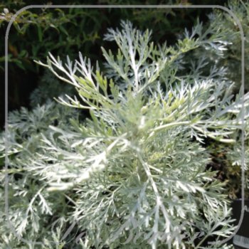 Artemisia 'Powis Castle'