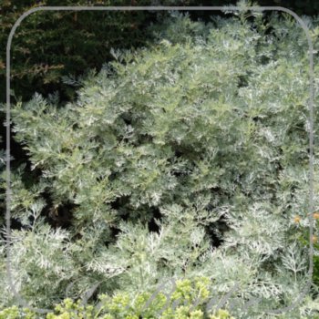 Artemisia 'Powis Castle'