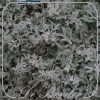 Artemisia stelleriana 'Boughton Silver' --