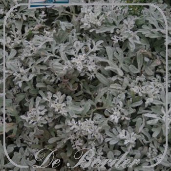 Artemisia stelleriana 'Boughton Silver' --