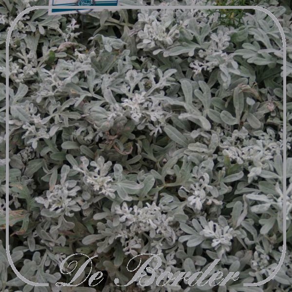 Artemisia stelleriana 'Boughton Silver' --