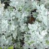 Artemisia stelleriana 'Boughton Silver' --