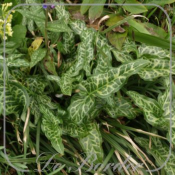 Arum italicum 'Marmoratum'