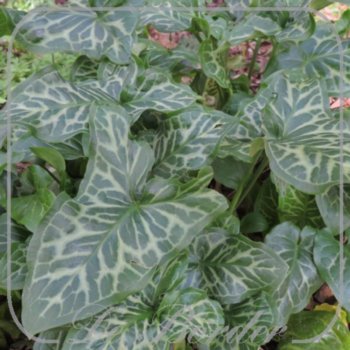 Arum italicum 'Marmoratum'