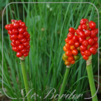 Arum maculatum