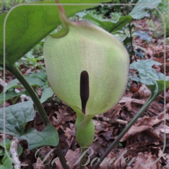 Arum maculatum