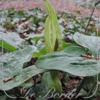 Arum maculatum