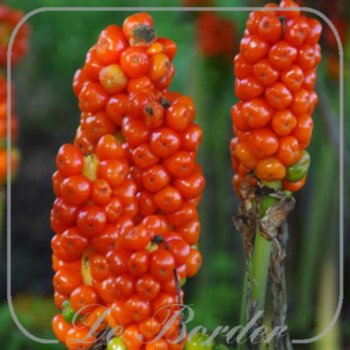 Arum maculatum