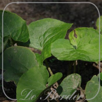 Asarum canadense